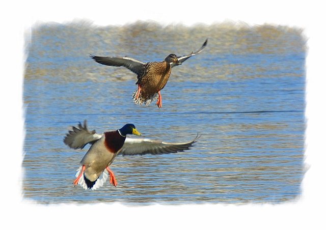journal arty 2-copy-copy-1-copy-copy-copy-copy-copy-copy-copy-copy_edited-1.jpg - MALLARDS - BAFFINS POND, PORTSMOUTH - SPRING, 2014